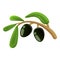 Greek olive branch icon, cartoon style