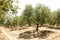 Greek olive yard