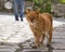 A Greek red cat walks along the street of a Greek village on the island of Evia, Greece
