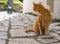 A Greek red cat walks along the street of a Greek village on the island of Evia, Greece