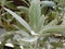 Greek sage aromatic herb