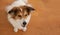 Greek shepherd dog, white and brown color, wooden floor background