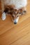 Greek shepherd dog, white and brown color, wooden floor background