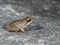 Greek stream frog, Rana graeca