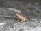 Greek stream frog, Rana graeca