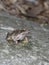 Greek stream frog, Rana graeca