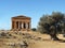 Greek temple with olive tree