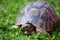 Greek tortoise in clover