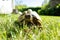 Greek tortoise in grass