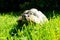 Greek tortoise in grass