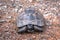 Greek tortoise in natural environment