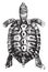 Greek tortoise or spur-thighed tortoise, vintage engraving