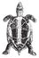 Greek tortoise or spur-thighed tortoise, vintage engraving