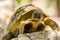 Greek tortoise Testudo hermanni, close-up