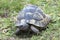 Greek turtle / Testudo graeca ibera