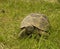 Greek turtle / Testudo graeca ibera