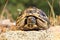 Greek turtoise, full length animal in natural environment