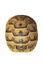 Greek turtoise shell on white background