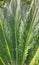 Greem leaves of cycad plam tree plant isolated