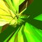 Green abstract background