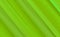 Green abstract background bright with slanted lines spring background