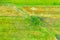 Green abstract image of diagonal lines from different crops in field in early summer, shoot from drone directly above ground