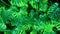 Green abstract plants background