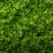 Green abstraction Top view of grass texture for versatile backgrounds