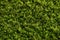 Green abstraction Top view of grass texture for versatile backgrounds