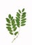Green Acacia leaves on branch. The green silhouette isolated on