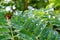 Green acacia leaves covered with raindrops in the early morning