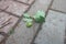 Green acorn, fallen on the paving slab