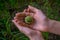 Green acorn in female hands