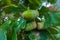 Green acorns on the branch