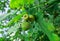 Green acorns on the branches of oak