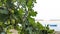 Green acorns on an oak tree growing on the beach by a boat