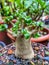 Green adenium bonsai