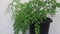 green adiantum plant growing in a pot with leaves blowing in the wind