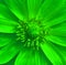 Green adonis flower closeup. Macro background.