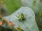 Green adult female of endemic locust Pyrgomorphella serbica