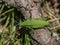 Green adult female of endemic locust Pyrgomorphella serbica