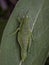 Green adult female of endemic locust Pyrgomorphella serbica