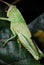 A green adult Scudder`s short-wing grasshopper