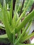 Green Aelovera plant in my balcony