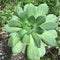 Green Aeonium of Gran Canaria