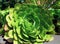 Green aeonium succulent cactus closeup