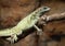 Green Agama