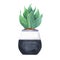 Green agava leaves house plant in white and black flowerpot. Watercolor.