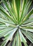 Green Agave abstract background