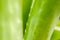 Green agave leaves with thorn background. Green thorned agave close-up. Abstract cactus